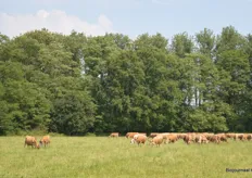 Een deel van de runderen die over het hele landgoed verspreid staan.