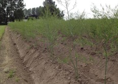 De groene asperges komen uiteindelijk boven de grond en kunnen dan geoogst worden