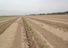 Een 'vals bed'. Het onkruid komt op in dit lege bed en wordt weggebrand, zodat de akker schoon is voor er gezaaid/gepoot wordt.