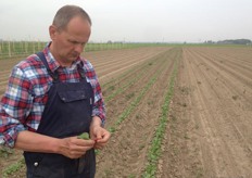 Mees inspecteert een rode radijs. Vanaf deze week kan de radijs geoogst worden.