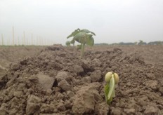 De kiemplant van deze wasboon komt goed op in de schone akker van Boerderij Landzicht. Half juli is de vrucht te plukken.