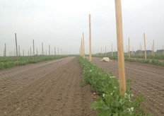 Het veld met verschillende peulvruchten wordt 'bewaakt' door de vogelverschrikker. Op deze foto ligt hij op de grond, maar om de zes minuten veert hij op door de lucht die er ingeblazen wordt. Op de grond liggen ook het klimgaas. Dit gaas wordt door Joris bevestigt aan de palen, waardoor de plant omhoog kan klimmen. De doperwten staan in bloei. Over vier weken kunnen ze geplukt worden.